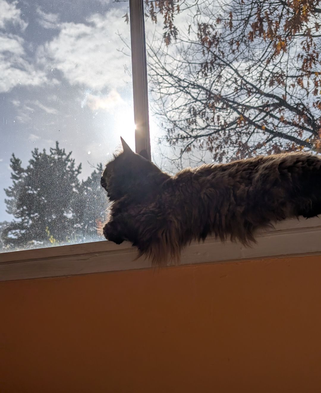 Photo of a cat sitting on a windowsill looking out. The sun is shining brightly behind her. The leaves have mostly fallen from the tree in the background