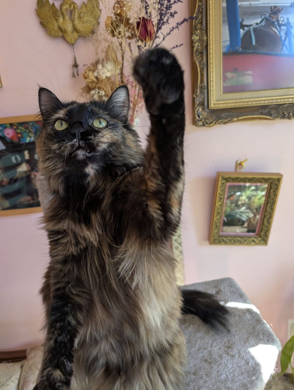 Longhair tortoiseshell cat sitting on a cat tree reaching upwards with one paw