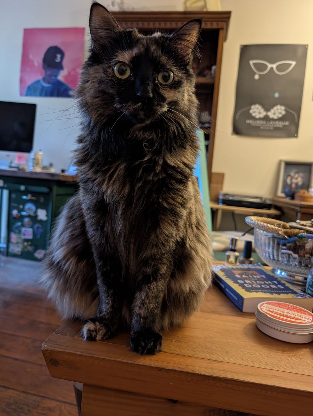 Photo of a longhaired tortoiseshell cat sitting on a coffee table beside some books
