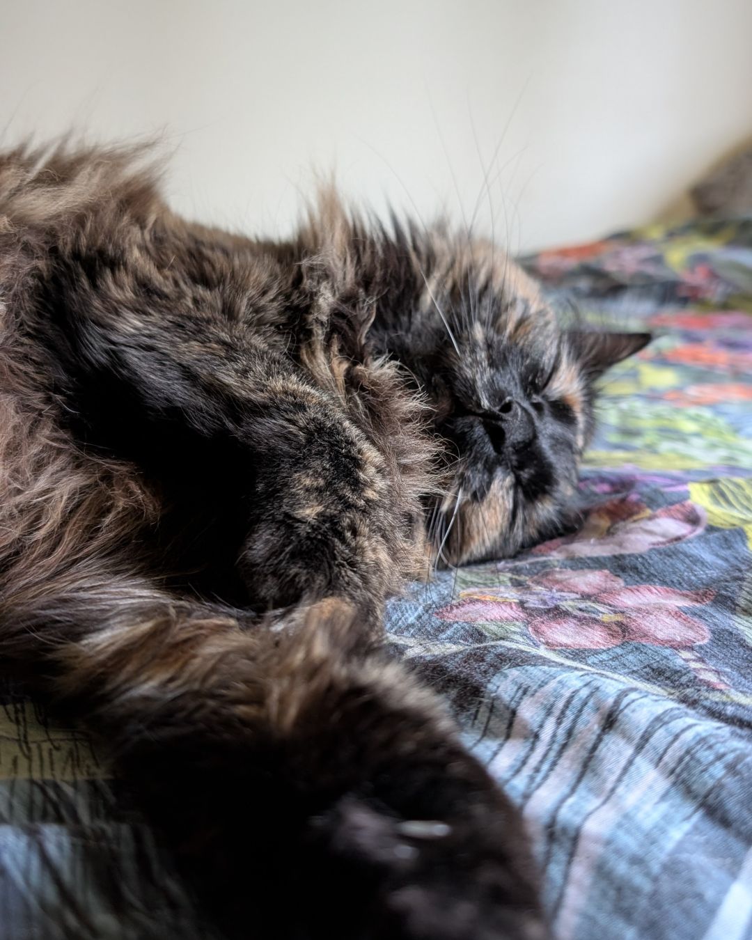 Closeup photo of a longhaired tortoiseshell cat lying on her side on a bed. Her paws are blurry in the foreground and her head is slumped over on the bed with her eyes closed