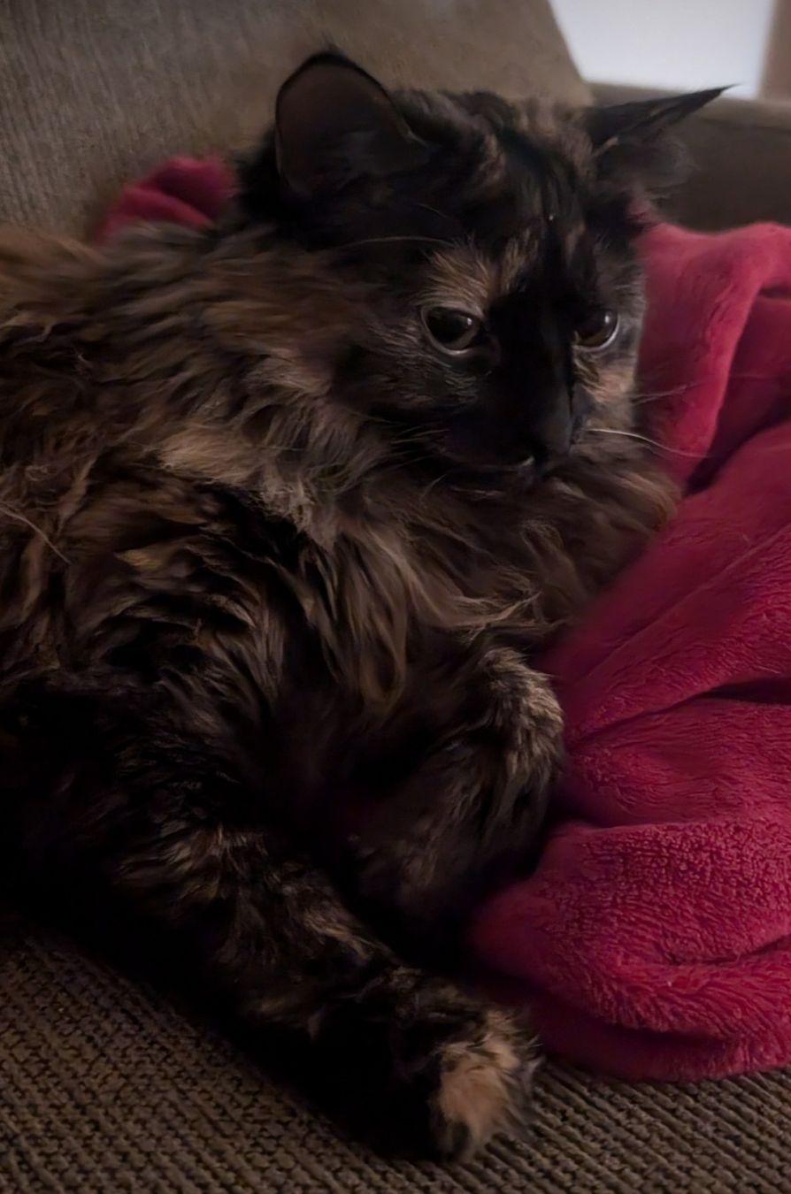 Photo of a longhaired Tortoiseshell cat reclining on a couch on a red blanket looking very serious