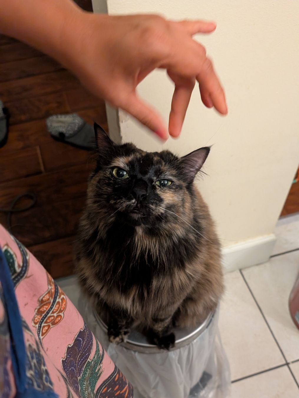 Photo of a longhaired tortoiseshell cat sitting on the lid of a garbage can above a white tiled floor. She is looking up and concentrating on a hand that is gesturing at her from above